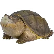 Amazon.co.jp: 【動物の惑星】ワニガメ フィギュア完成品